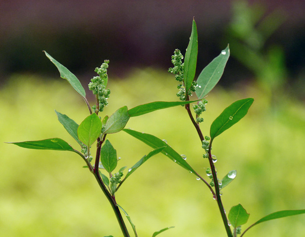 雨后清晨随拍